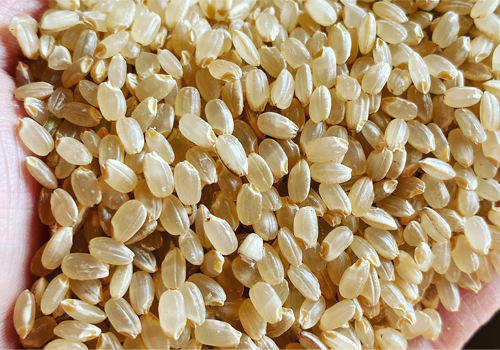 自然栽培で健康を美しく！富山産AGUMOGUの無農薬・無肥料の自然栽培玄米コシヒカリ