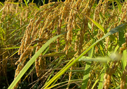 AGUMOGU 自然栽培玄米　無農薬・無肥料コシヒカリ