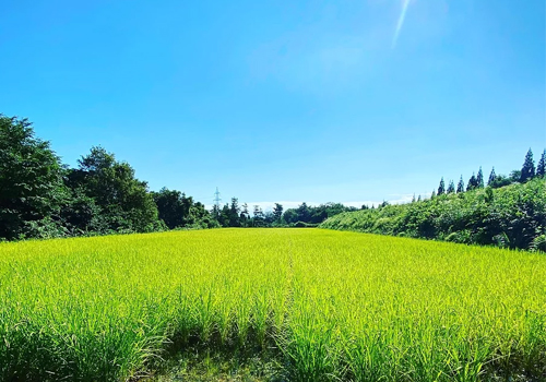 AGUMOGU　他の影響を受けない環境の田んぼ