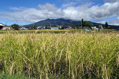 米糀のお米「亀の尾」田から八ヶ岳