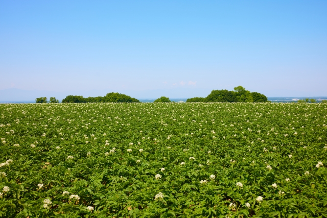 野菜畑